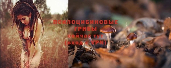 PSILOCYBIN Алзамай